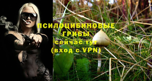 гидра Щигры